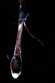 Predatory Prints: Dragonfish (Eustomias triramis) lure closeup