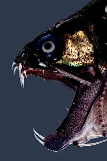 Creature Prints: Dragonfish Mouth