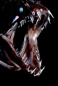 Fish Prints: Dragonfish Mouth