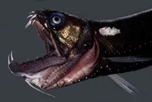 Predator Prints: Dragonfish Mouth