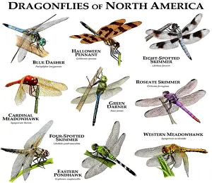Poster Prints: Dragonflies of North America