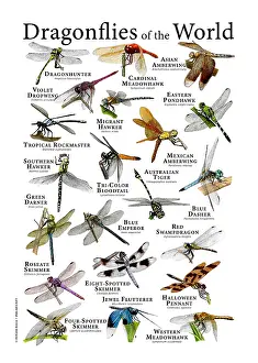 Poster Prints: Dragonflies of the World