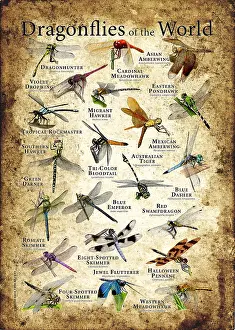 Dragonfly Prints: Dragonflies of the World