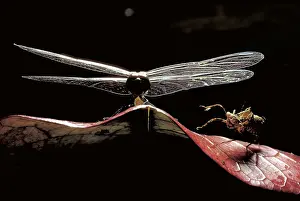 Shells Prints: Dragonfly