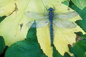Insect Prints: Dragonfly on leaf