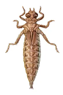 Stage Prints: Dragonfly Nymph