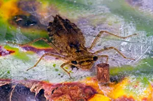 Insect Prints: Dragonfly Nymph