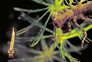 Mosquito Prints: Dragonfly Nymph & Mosquito Larva
