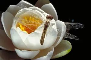 Root Prints: Dragonfly & Water Lily