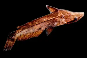 Aquarium Prints: Driftwood Catfish