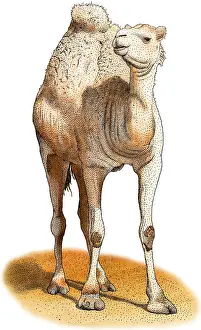 Arab Prints: Dromedary