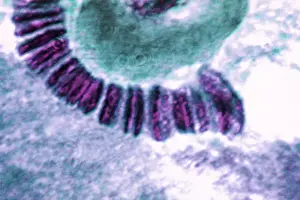 Flies Prints: Drosophila chromosome, light micrograph