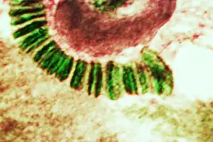 Flies Prints: Drosophila chromosome, light micrograph