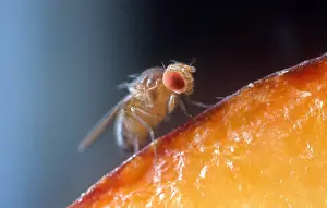 Flies Prints: Drosophila on Fruit
