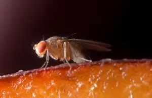 Mutation Prints: Drosophila on Fruit