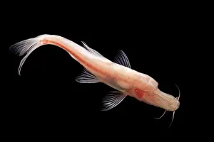 Pigment Prints: Duck-billed Golden Line Barbel (Sinocyclocheilus anatirostris)
