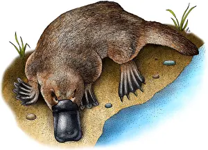 Australia Prints: Duck-billed Platypus