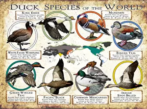 Prints: Duck Species of the World