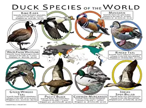 Prints: Duck Species of the World