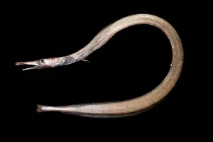 Eels Prints: Duckbill Oceanic Eel (Nessorhamphus ingolfianus)
