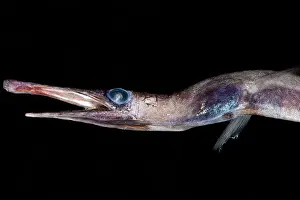 Eels Prints: Duckbill Oceanic Eel (Nessorhamphus ingolfianus)