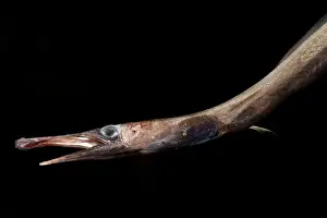 Eels Prints: Duckbill Oceanic Eel (Nessorhamphus ingolfianus)
