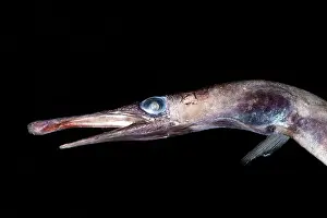 Mexico Prints: Duckbill Oceanic Eel (Nessorhamphus ingolfianus)