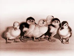 Fowl Prints: Ducklings