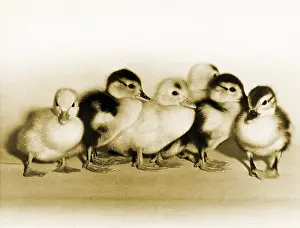 Fowl Prints: Ducklings
