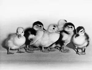 Group Prints: Ducklings