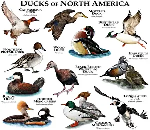 Poster Prints: Ducks of North America
