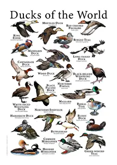Poster Prints: Ducks of the World