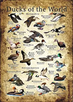 Ducks of the World