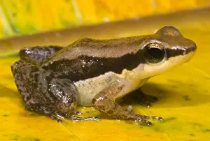 Basin Prints: Dull Rocket Frog