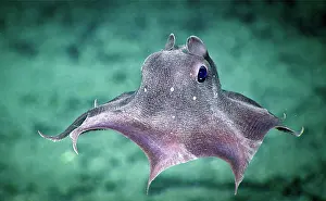 Octopodes Prints: Dumbo Octopus