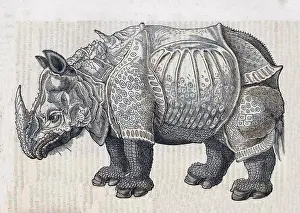 Animalium Prints: Durer, Rhinoceros, 16th Century