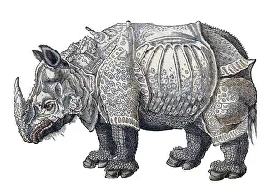 16th Prints: Durer, Rhinoceros, 16th Century