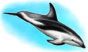 Animals Prints: Dusky Dolphin, Illustration