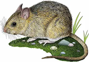 Rats Prints: Dusky-footed Wood Rat