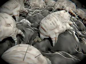 Arthropod Prints: Dust Mite Laying Eggs