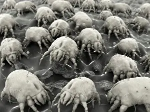 Arthropod Prints: Dust mites, artwork