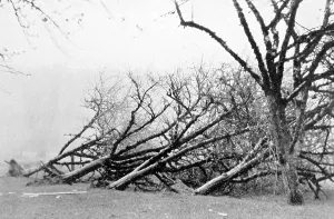 Aftermath Prints: Dust Storm Damage, 1931