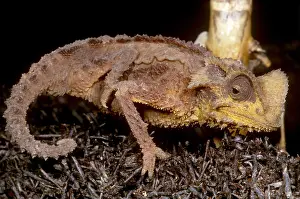 Chameleon Prints: Dwarf Chameleon