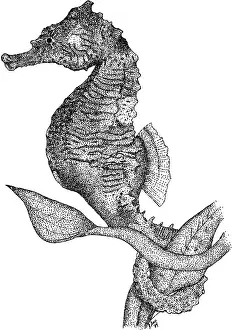 Tail Prints: Dwarf Seahorse