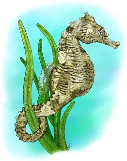 Horse Prints: Dwarf Seahorse