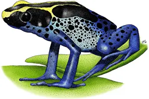 Dart Prints: Dyeing Poison Dart Frog
