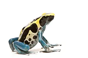 Form Prints: Dyeing poison dart frog
