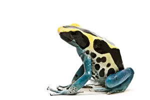 Coloration Prints: Dyeing poison dart frog