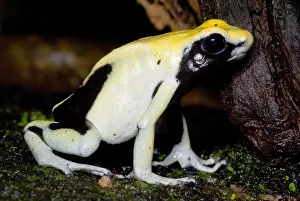 Tinctorius Prints: Dyeing Poison Frog