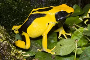 Tinctorius Prints: Dyeing Poison Frog